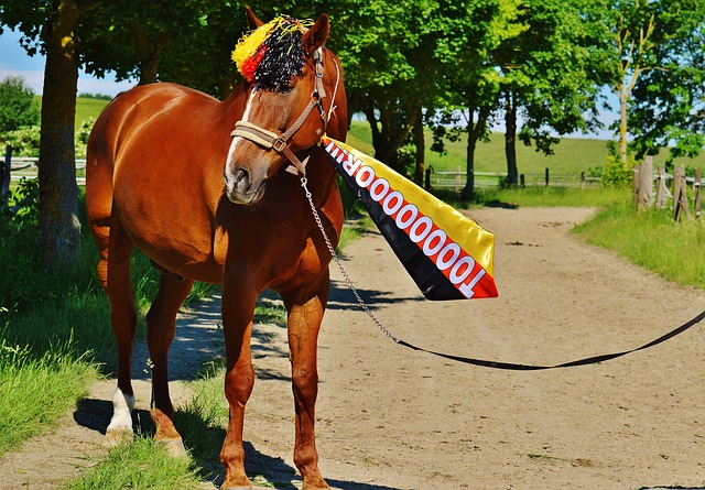 球迷态度：世界杯抽签即将开始！会有怎样的分组出现？